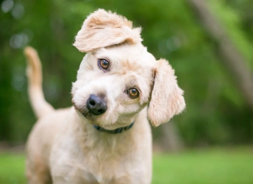 5 Essential Things to Know Before Buying Your First Puppy