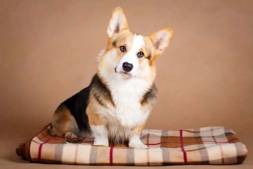 Top Tips for Apartment Dogs: Keeping Your Canine Happy