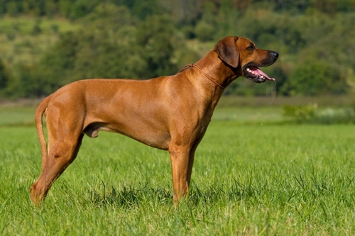 Cinco datos fascinantes sobre los perros Rhodesian Ridgeback