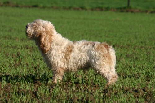 All about the Petit Basset Griffon Vendeen dog breed