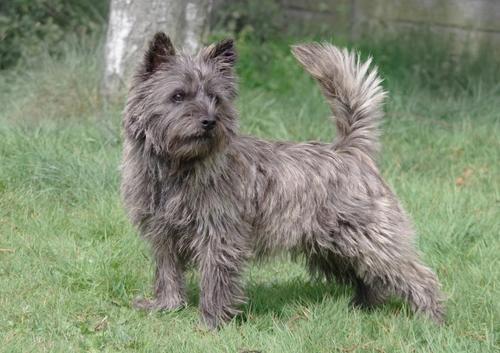 Degeneración neuronal cromatolítica multisistémica en Cairn Terrier