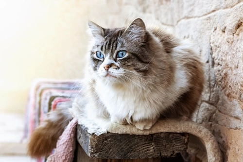 Tiffanie vs Ragdoll: Key Differences in Cat Breeds