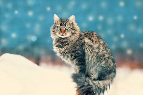 Keeping Pets Safe This Christmas: 7 Essential Tips