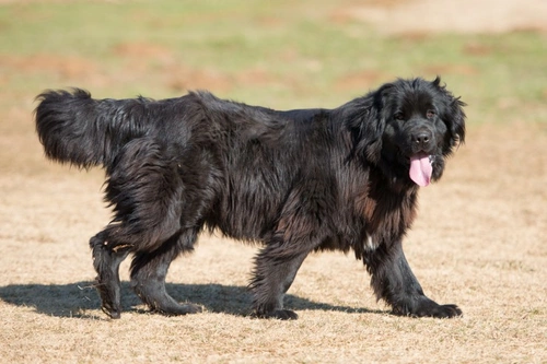 Cystinuria in Dogs: Causes, Risks & Testing Guide