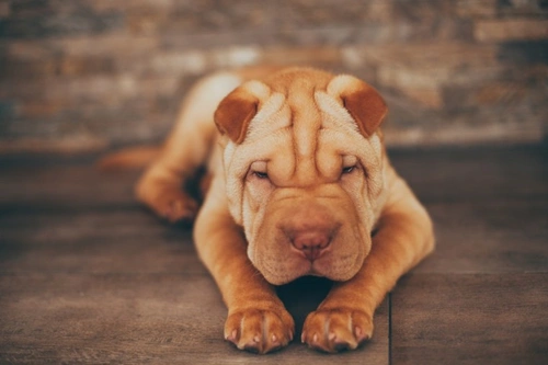 Managing your male dog during extended neutering delays
