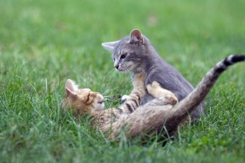 Understanding and Managing Cat-Cat Aggression at Home