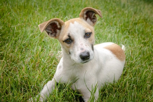 5 Common Dog Care Challenges and How to Resolve Them
