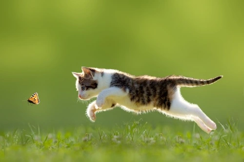 5 consejos esenciales de verano para dueños de gatos