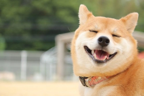 What Emotions Do Dogs Experience? Understanding Canine Feelings