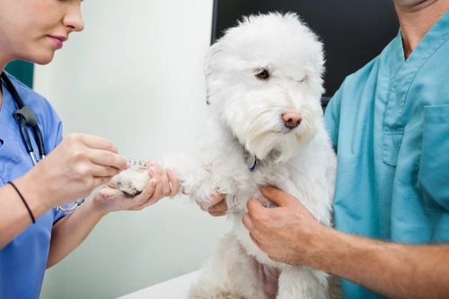 ¿Son necesarios los análisis de sangre preanestésicos en perros?