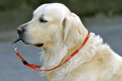 How to Use Silent Whistles Effectively with Your Dog