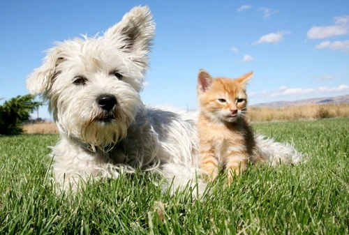 Comprehensive Guide to Seizures in Dogs and Cats