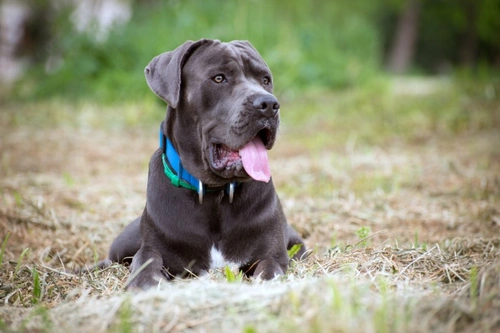 Chronic Rhinitis in Dogs: Causes, Symptoms & Treatment