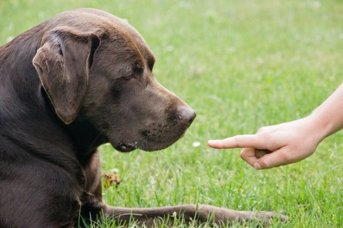 Constructional Aggression Therapy for Dogs: A Positive Approach