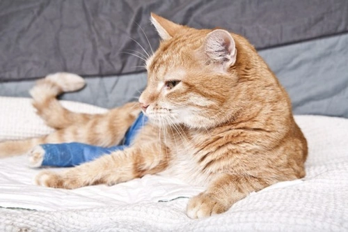 Pet Insurance: What Every UK Pet Owner Should Know