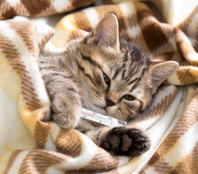 Calicivirus felino: causas, síntomas y cuidados en gatos
