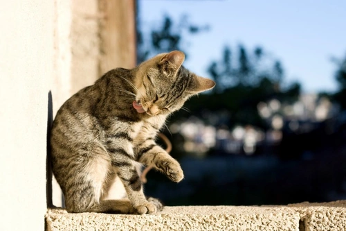 6 Reasons Why Your Cat Might Not Groom Themselves