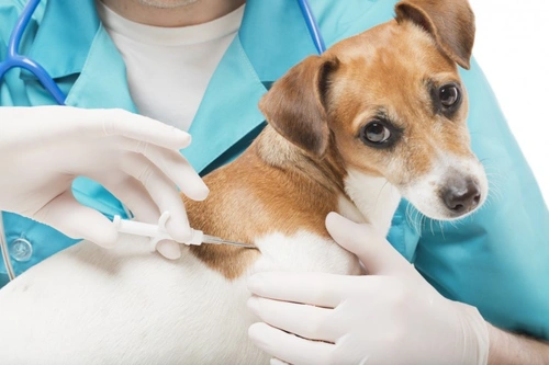 Reglamento español de microchip canino 2016: información clave para criadores