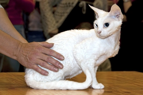 Hints On Showing Rex Cats: Expert Tips for Success