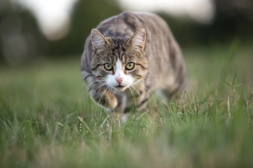 6 Ethical Vet-Approved Ways to Reduce Cat Hunting in 2025