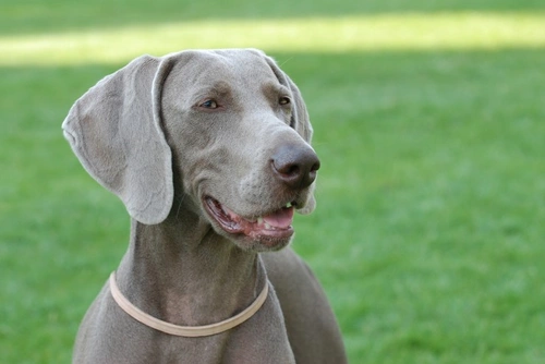 3 Beautiful Grey Coated Dog Breeds to Know
