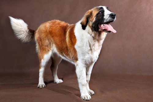 How the Right Exercise Supports Large Breed Dogs’ Joint Health