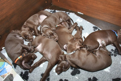 7 Puppy Illness Warning Signs Every Owner Must Know