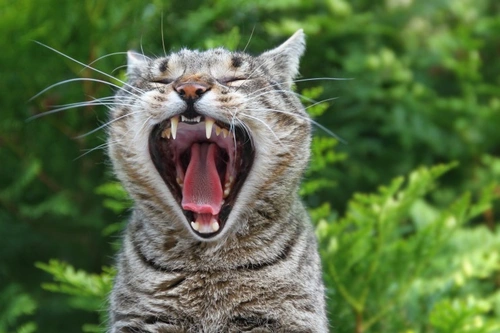 How gingivitis can affect cats: signs, risks & treatments