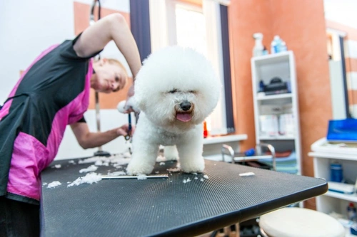 Por qué los peluqueros caninos prefieren que dejes a tu perro con ellos