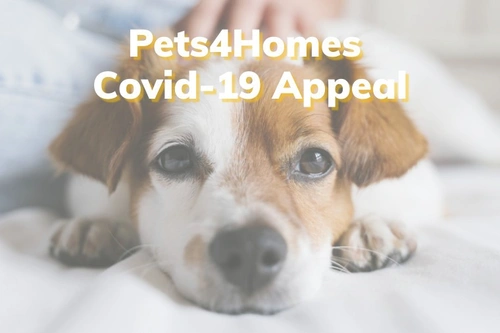 How to Help UK Rescue Centres During COVID-19 Challenges