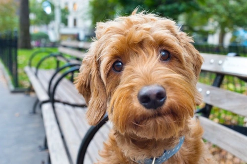 5 ideas erróneas comunes sobre las convulsiones en perros
