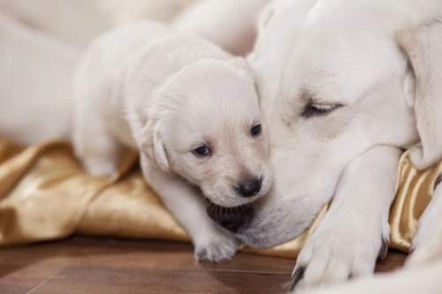 Problems from Weaning Puppies Too Early: Key Risks