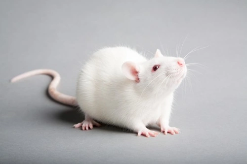 Are Rats Happier When Kept Together? Social Needs Explained