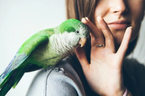 Bird Heart Attack Symptoms: Recognizing the Signs