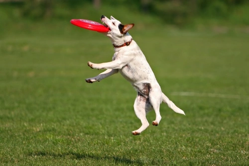 Dogs and Oral Injuries Leading to Cracked Teeth