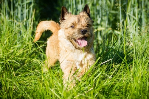 Hydrocephalus in Dogs: Symptoms, Causes & Treatment Guide