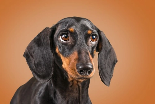 8 enfermedades contagiosas en perros que todo dueño debe conocer