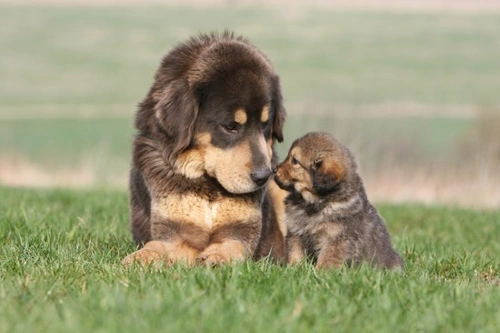 Puppy Development: When Does a Puppy Become an Adult Dog?