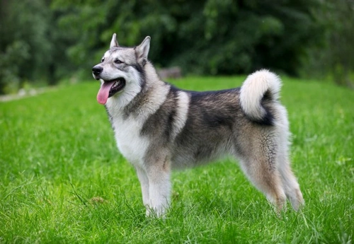 Vitamins, minerals and acids for healthy dog skin and coat