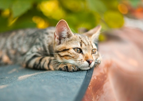 Why Do Cats Ignore You When You Call Them? Explained