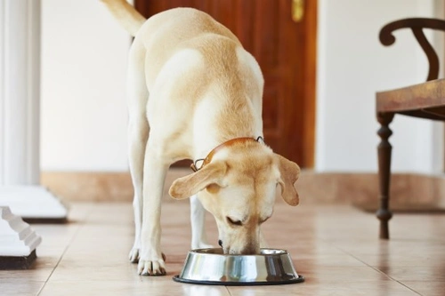 How to Help a Skinny Dog Gain Weight Safely