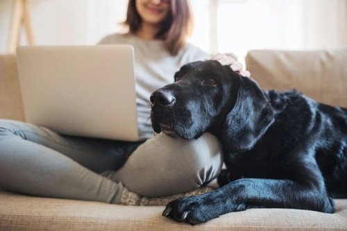 How to Visit Pet Shops Safely & Responsibly During COVID
