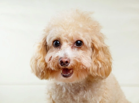 Testing for prcd-PRA: Progressive Retinal Atrophy in Dogs