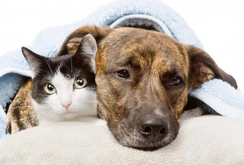 Safe, Effective Tips to Help Dogs & Cats Lose Weight