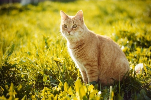 Pancreatitis in Cats: Symptoms, Diagnosis & Treatment Guide
