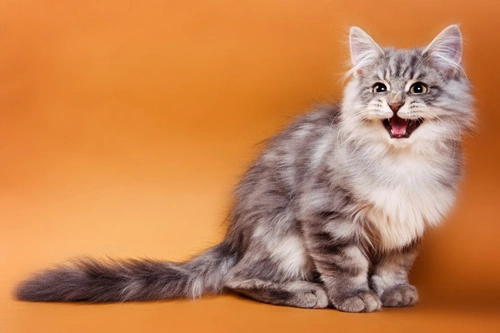Do You Speak Meow? Understanding Cat Vocalisations