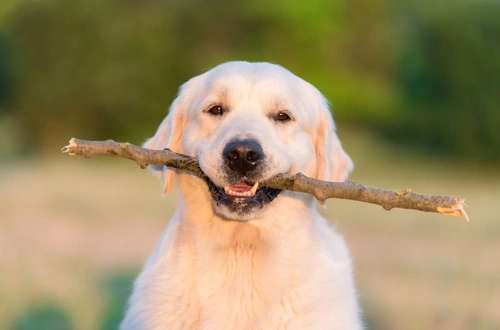 5 Fun Games and Activities for Your Golden Retriever