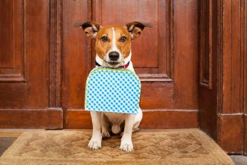 Dog-friendly hotels: Important caveats to consider