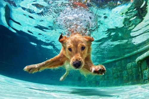 Watersports for Dogs: Fun Activities & Safety Tips UK 2025