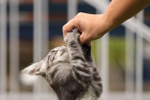 Understanding and Managing Cat Aggression Towards People